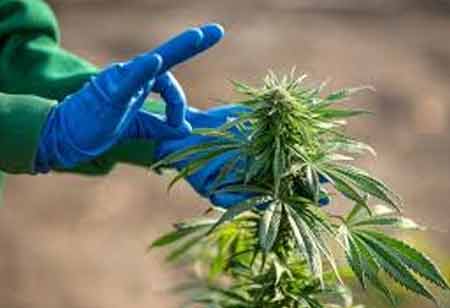 The Rise of Cannabis Tourism in Canada