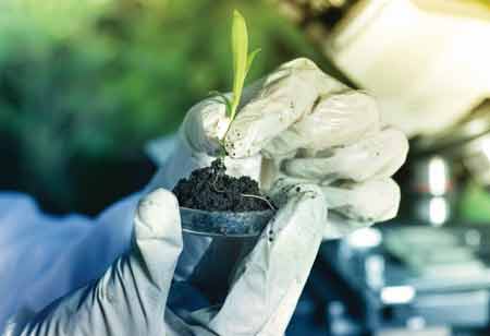 Key Investment Risks in the Cannabis Market